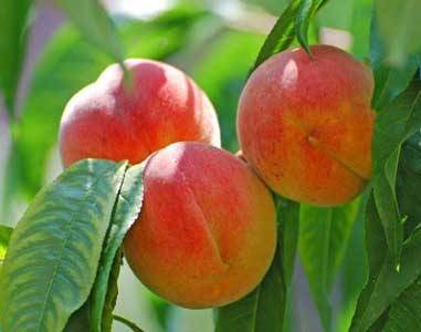Fayet blue label peach seedling | Ekesht Platform| ایکشت|ekesht